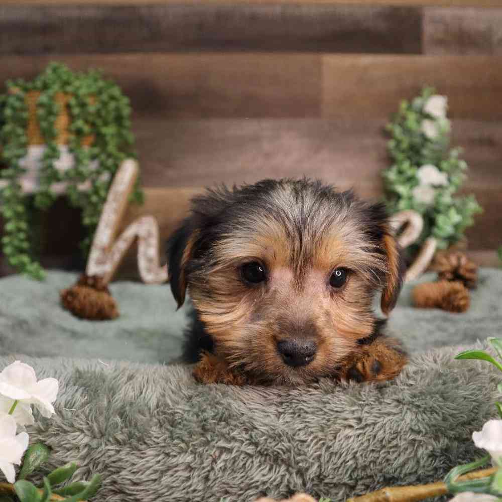 Male Yorkshire Terrier Puppy for Sale in Blaine, MN
