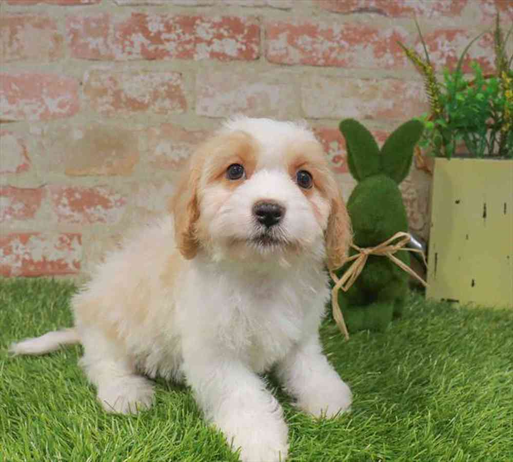 carousel pet images