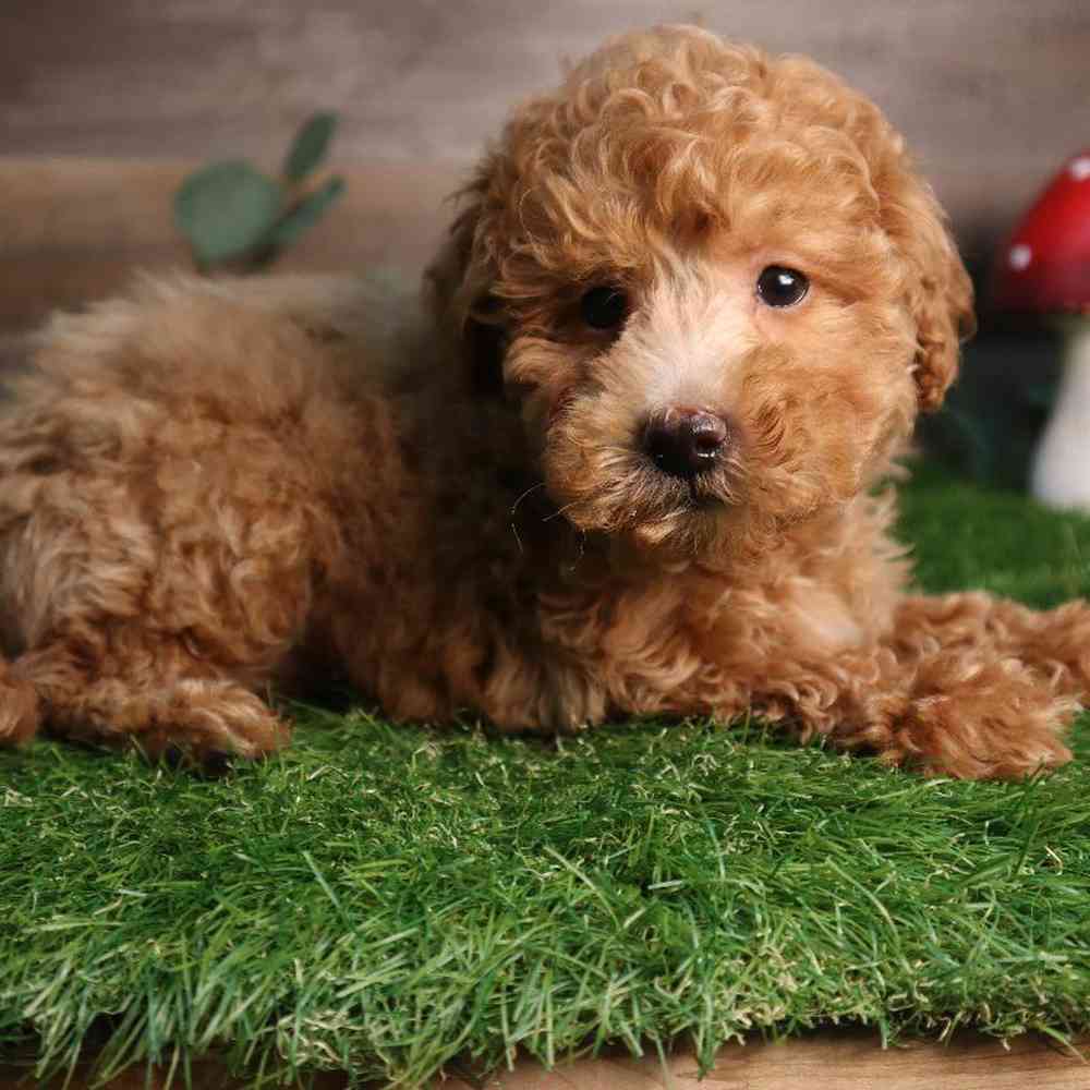 carousel pet images