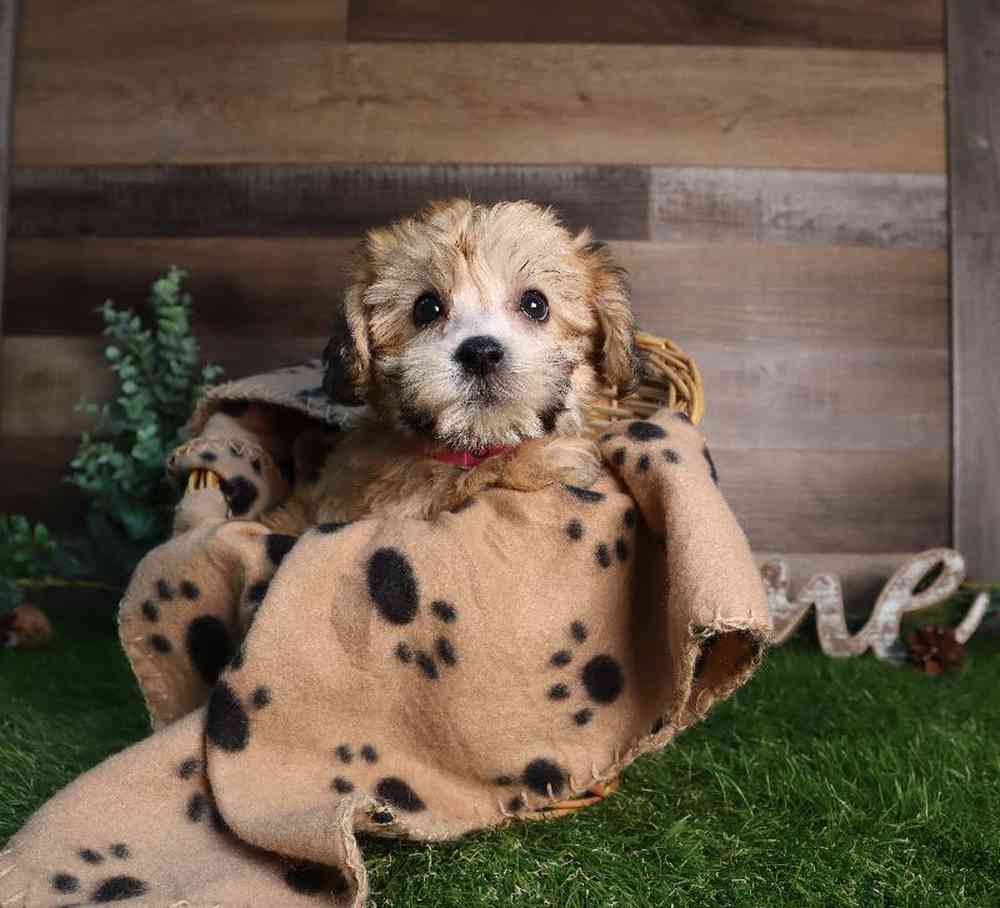 carousel pet images