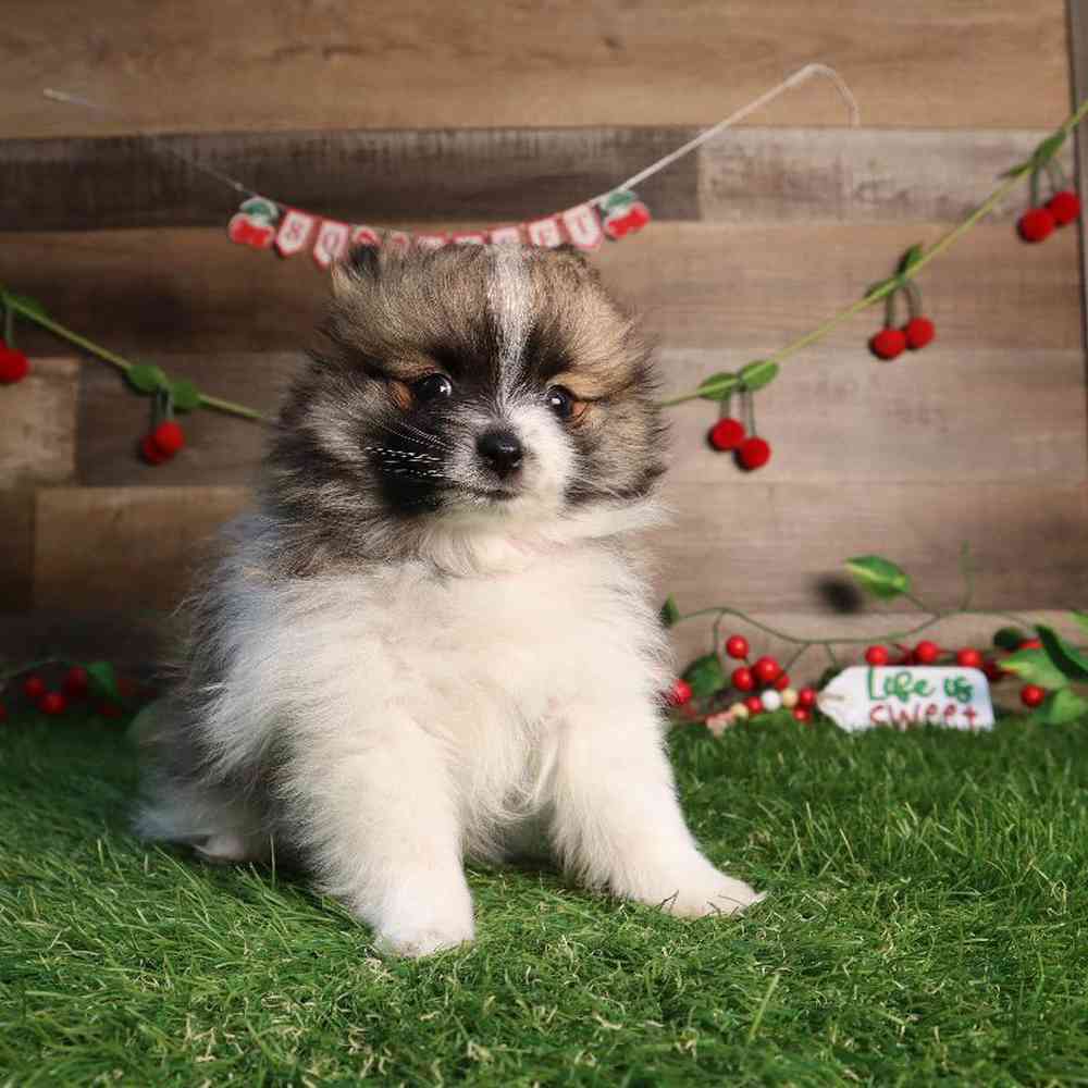 carousel pet images