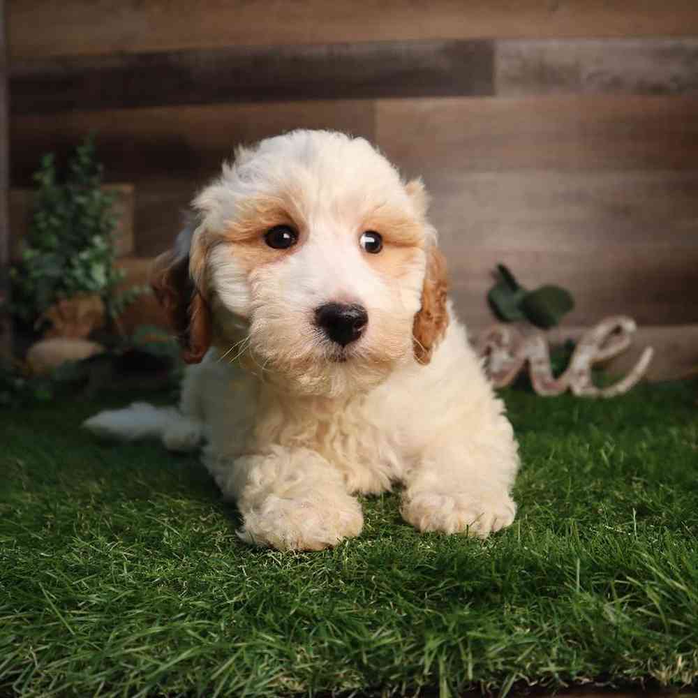 carousel pet images