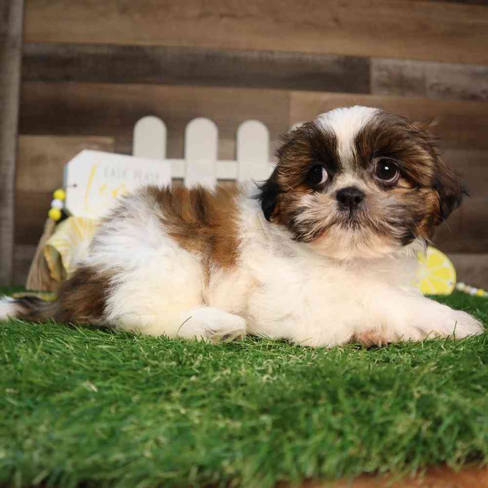 carousel pet images