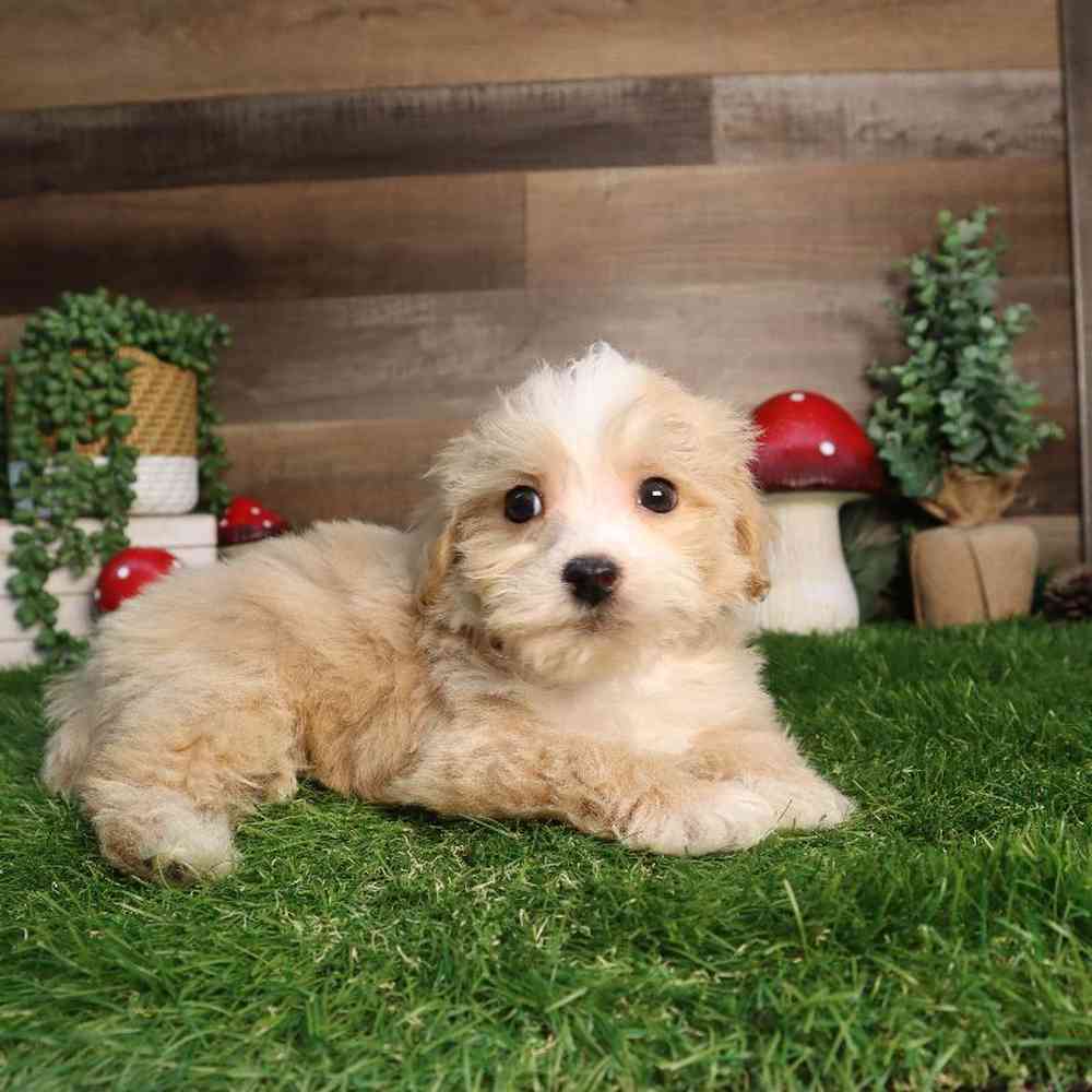 Male Havapoo Puppy for Sale in Blaine, MN