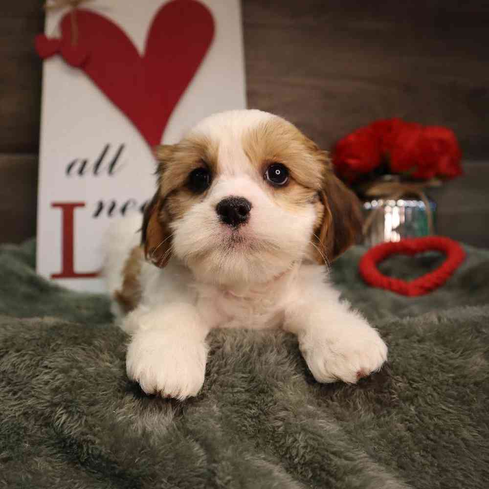 carousel pet images