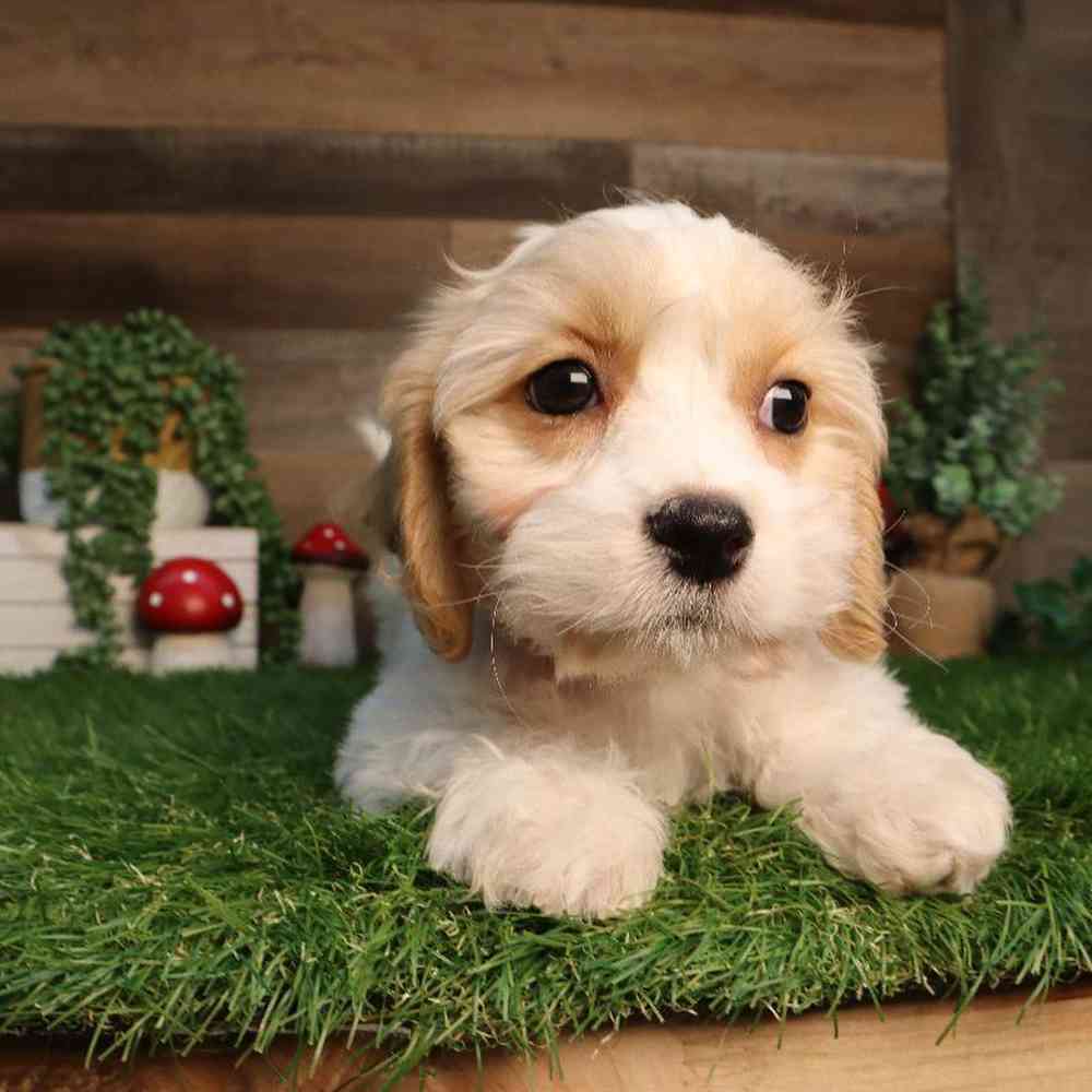 carousel pet images