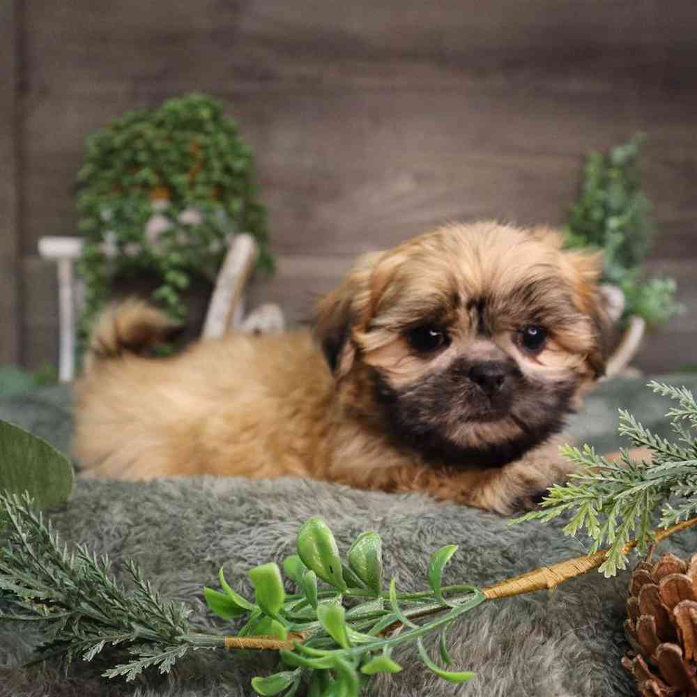 Female Shih Tzu Puppy for Sale in Blaine, MN