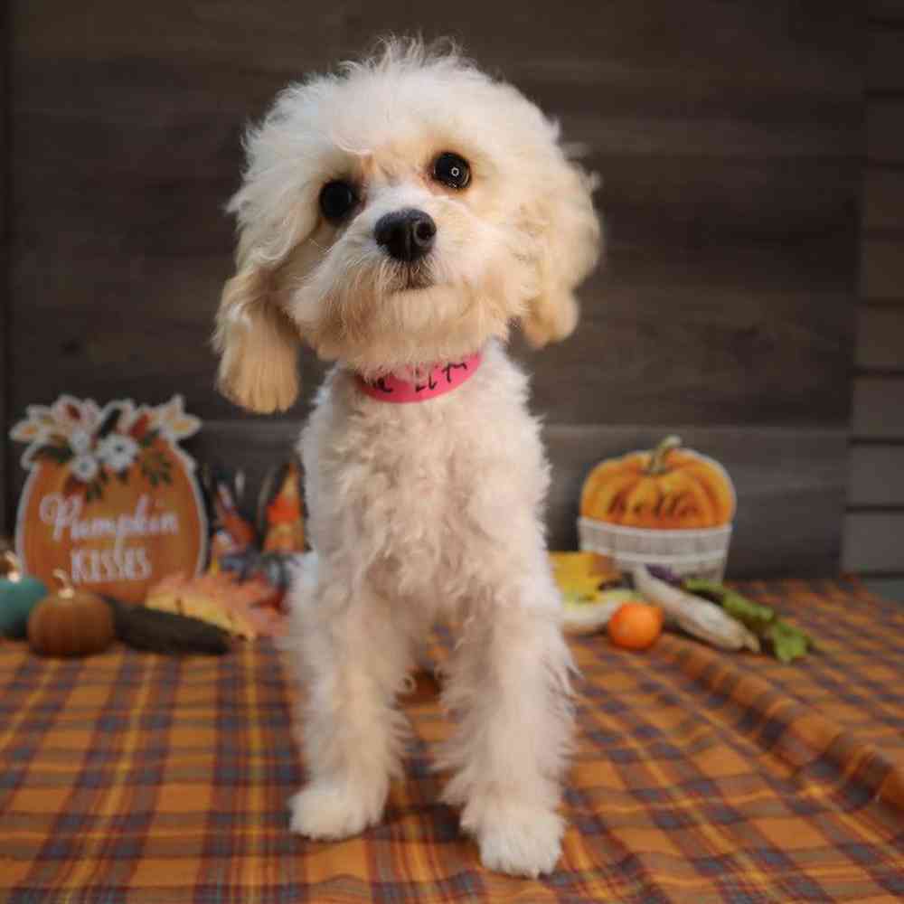 carousel pet images