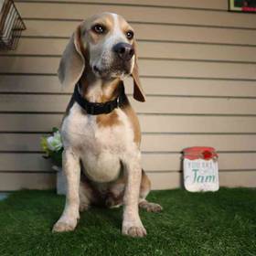 Beagle