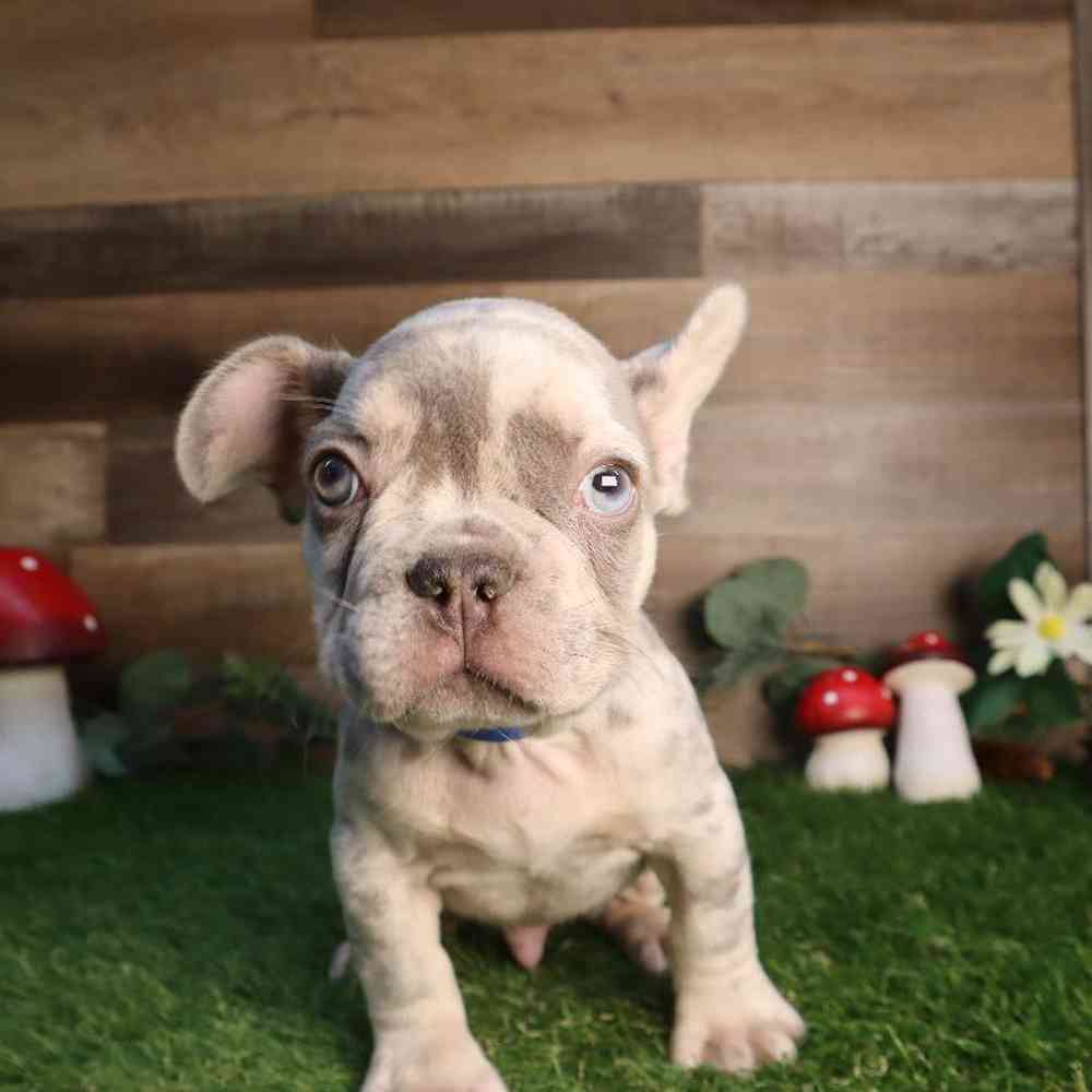 Image of a pet breed in the gallery