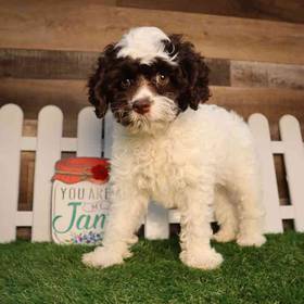 Cockapoo