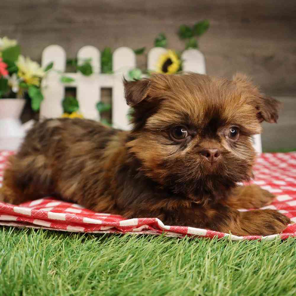 carousel pet images