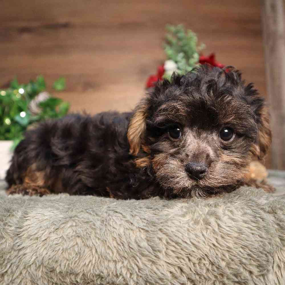 Male yorkie poo cheap