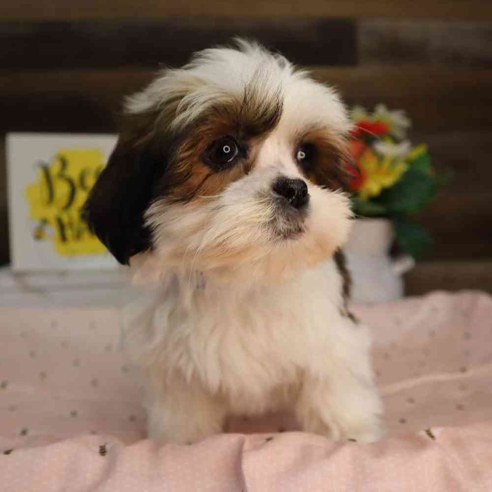 carousel pet images