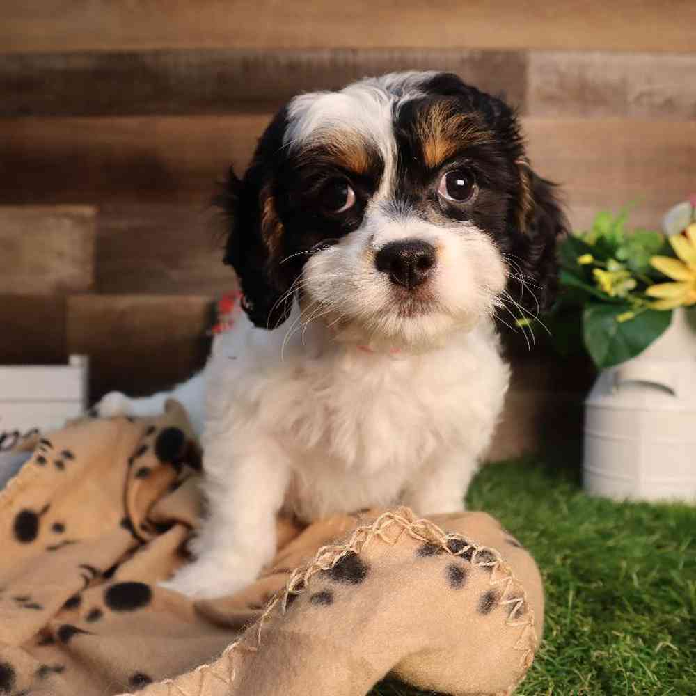 carousel pet images