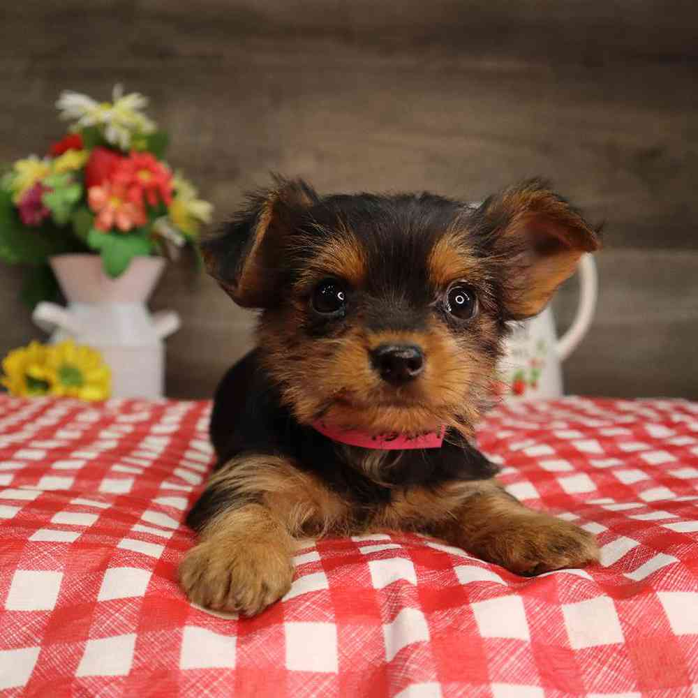 Female Yorkshire Terrier Puppy for Sale in Blaine, MN