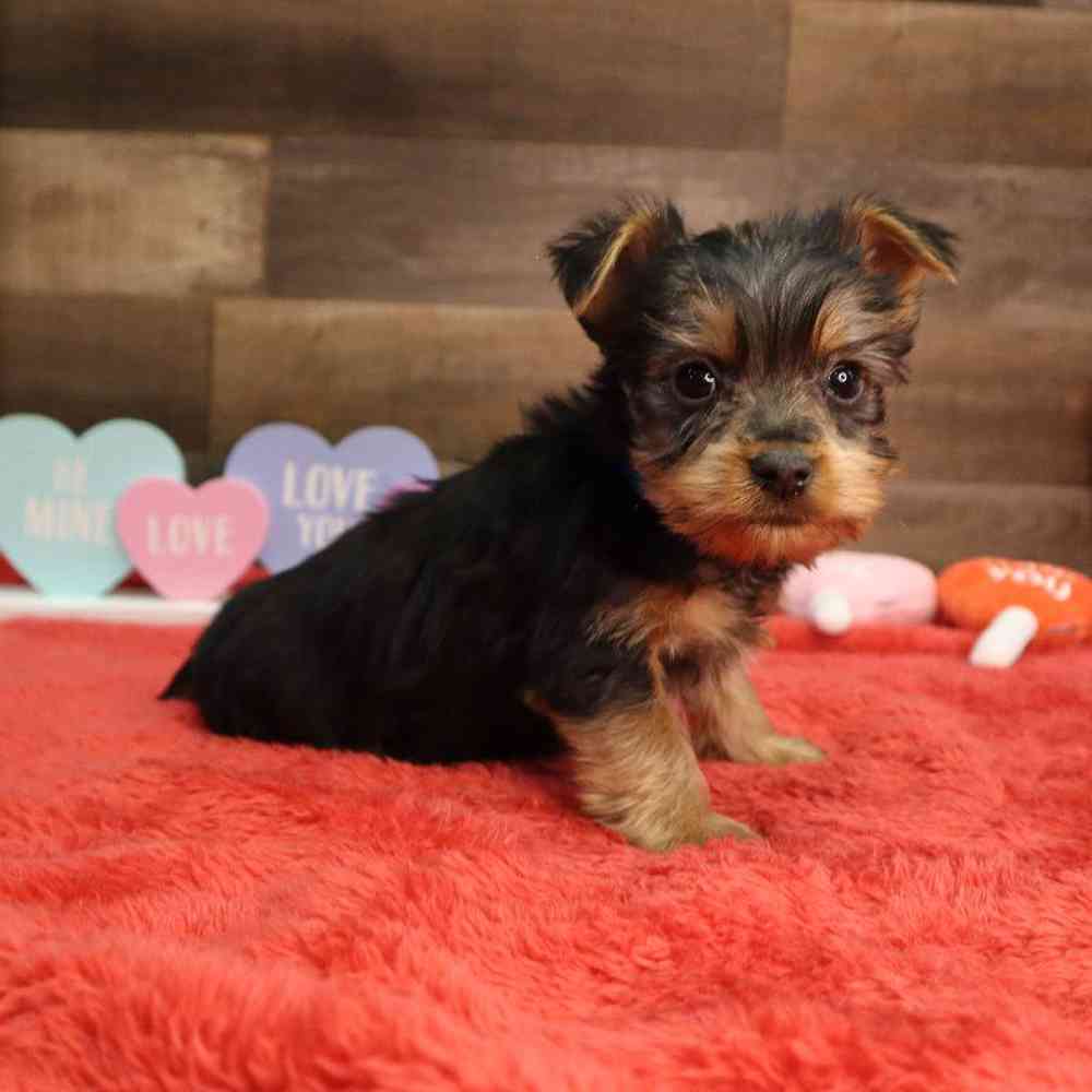 Male Silky Terrier Puppy for Sale in Blaine, MN