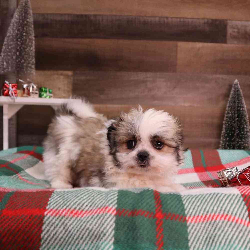 Female Pomshi Puppy for sale