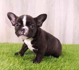 French Bulldog