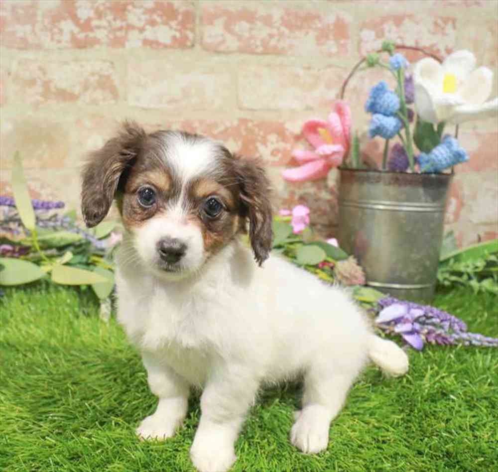 carousel pet images