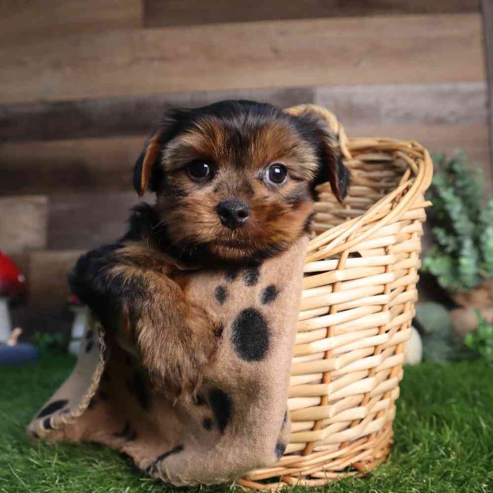 Male Yorkshire Terrier Puppy for Sale in Blaine, MN