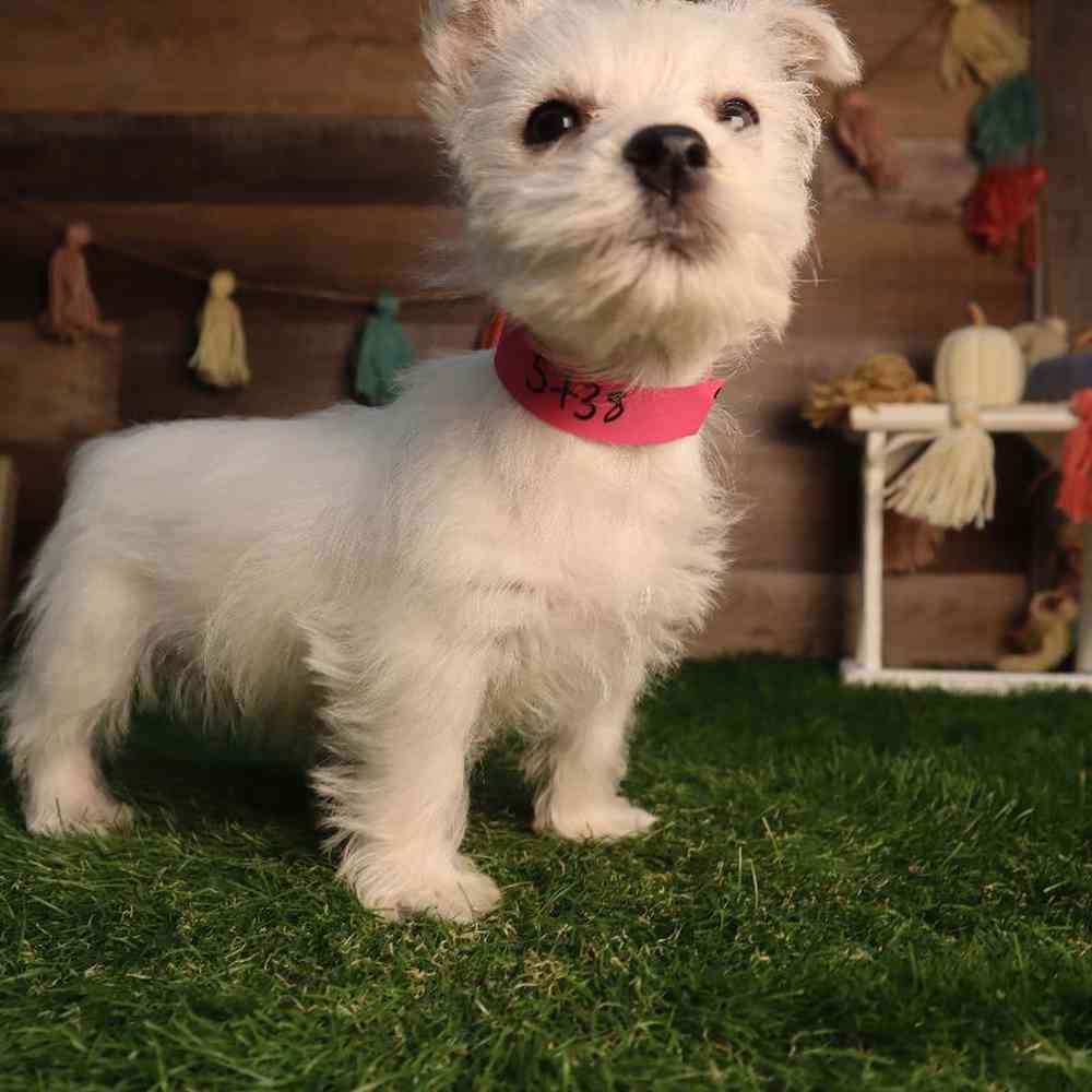 carousel pet images