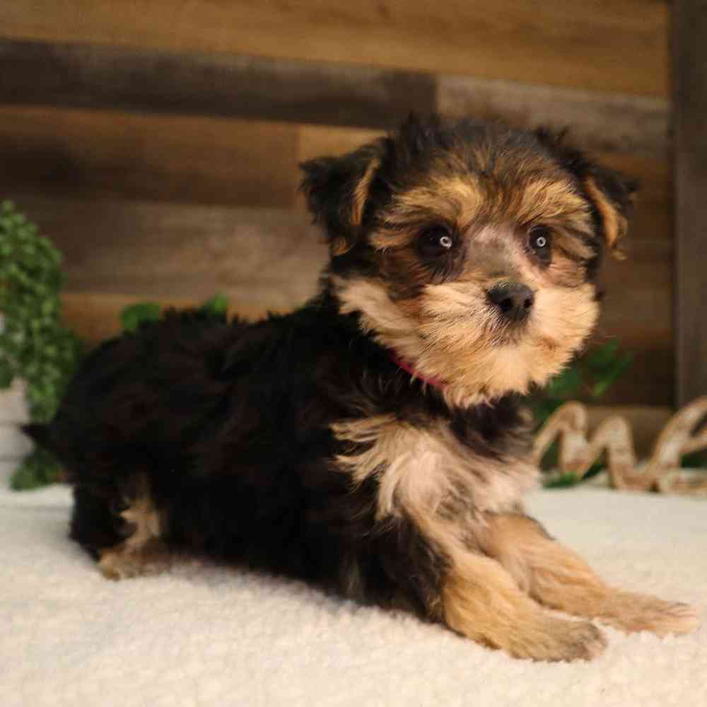 Female Morkiechon Puppy for Sale in Blaine, MN