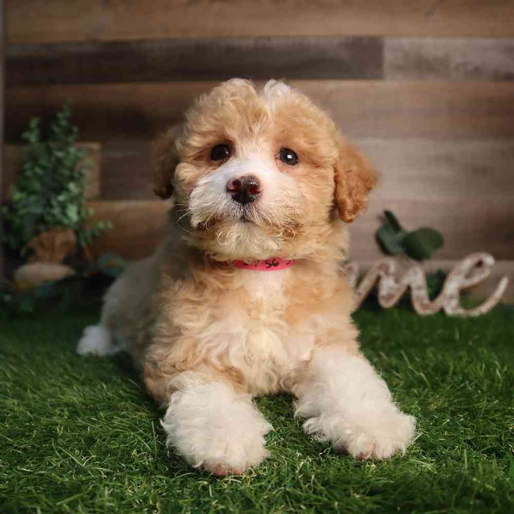 Female Mini Goldendoodle Puppy for Sale in Blaine, MN