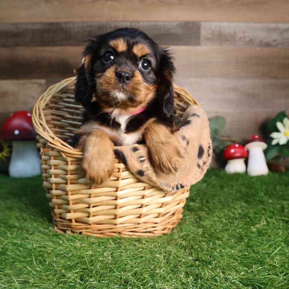pet breed image