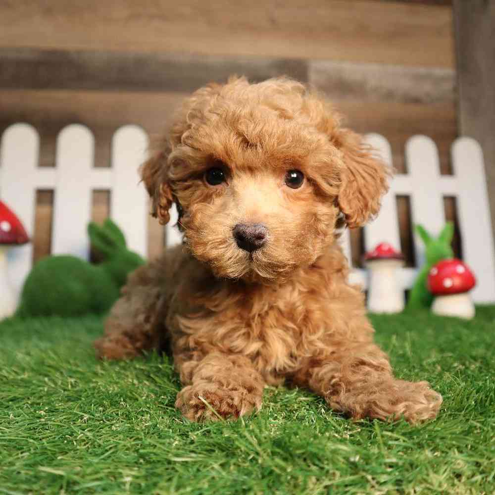 Female Mini Poodle Puppy for Sale in Blaine, MN