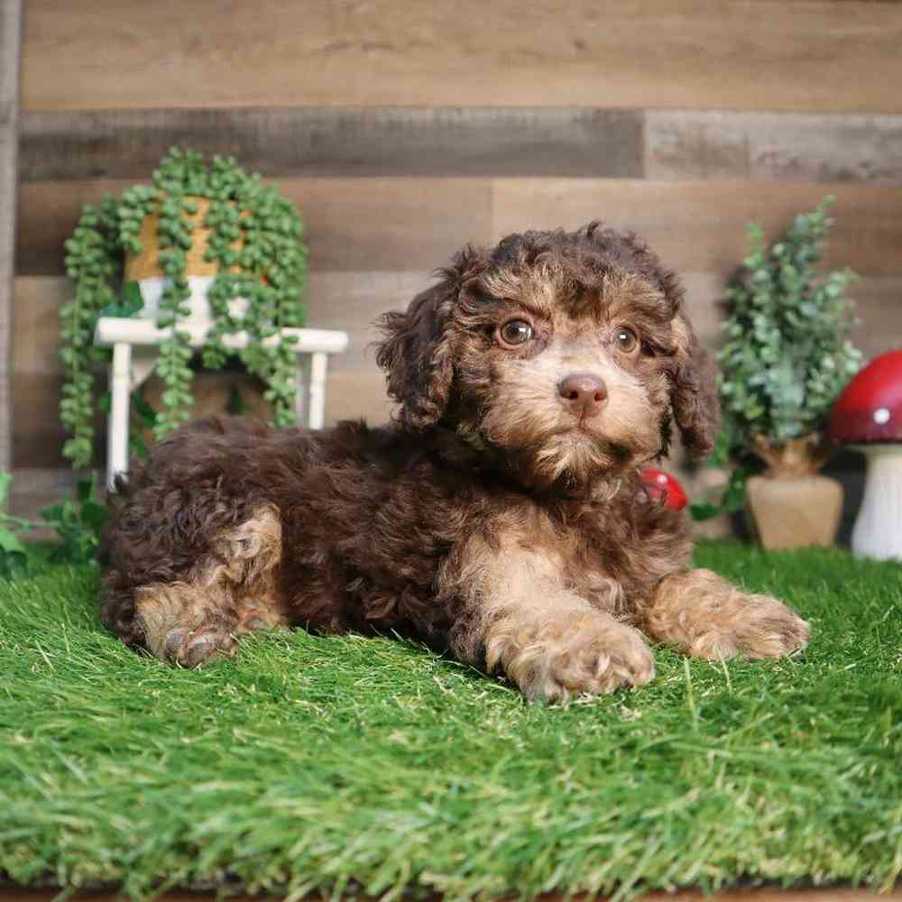 carousel pet images