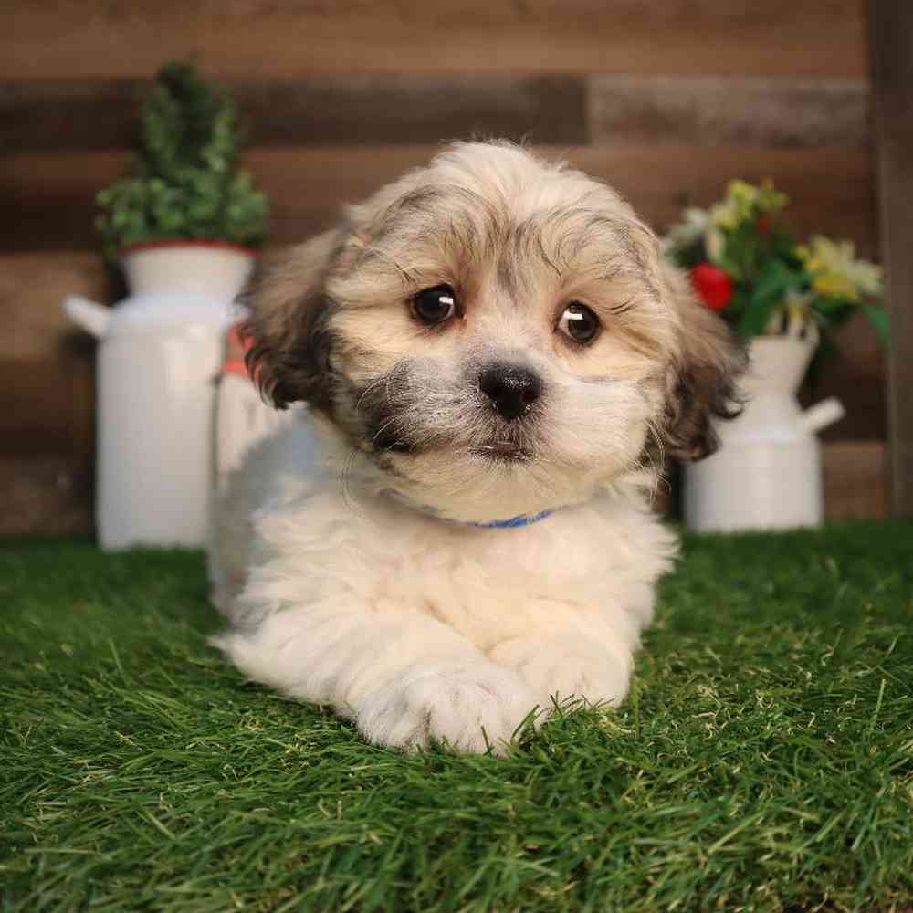 Male Teddy Bear Puppy for Sale in Blaine, MN