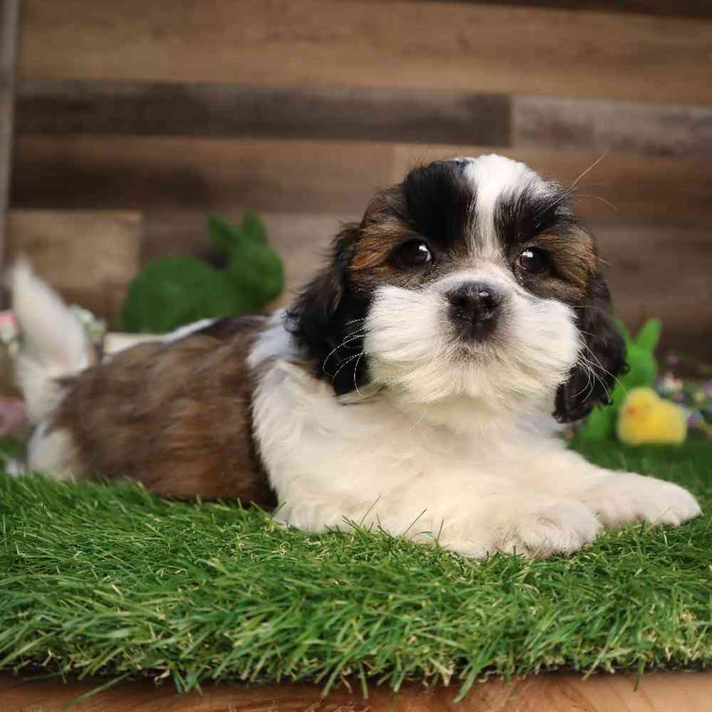carousel pet images