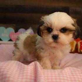 Teddy Bear