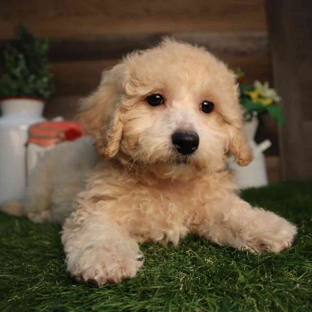 Female Bichon-Poo Puppy for Sale in Blaine, MN
