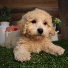 Bichon-Poo