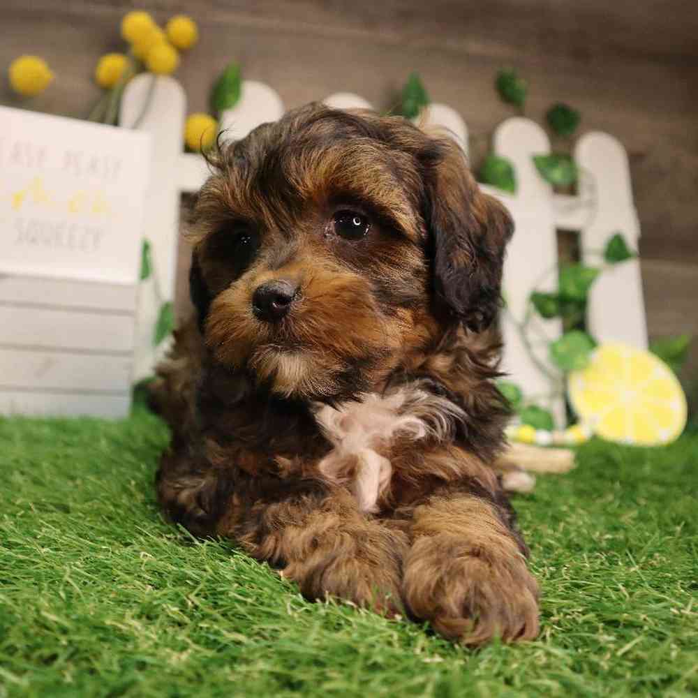 Female Shipoo Puppy for Sale in Blaine, MN