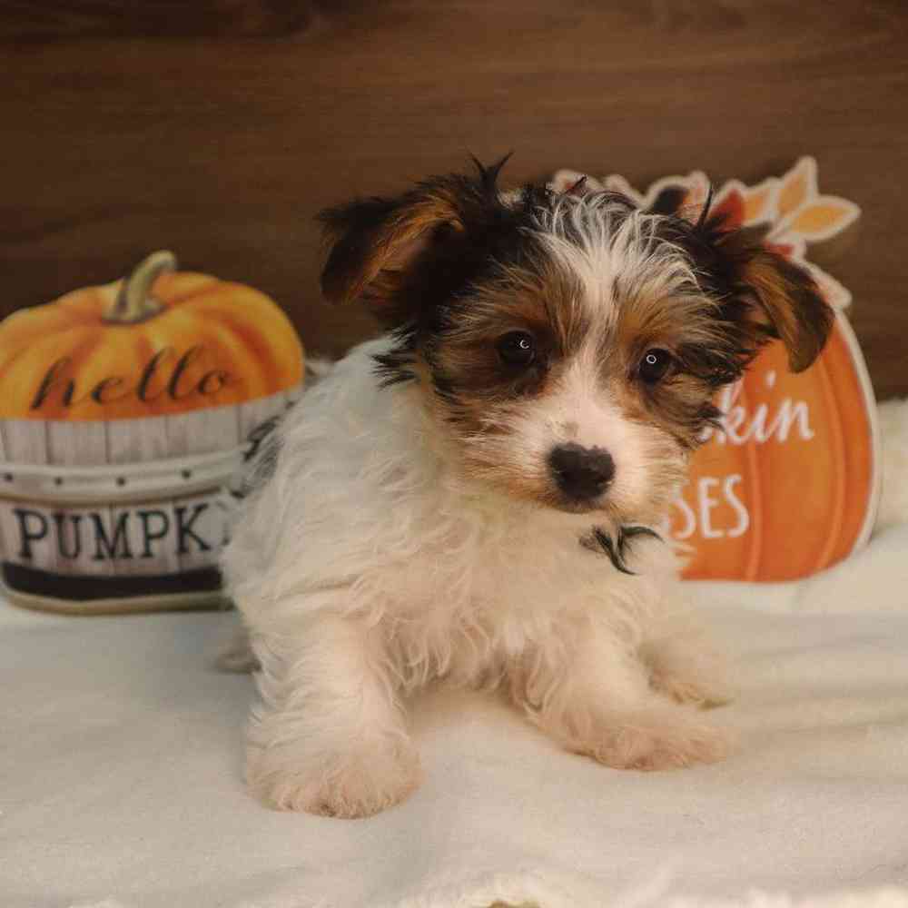 Female Yorkshire Terrier Puppy for sale