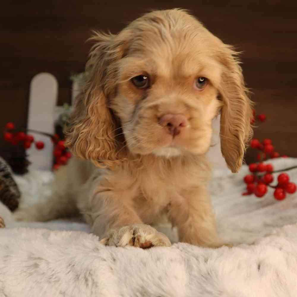 Female Cocker Spaniel Puppy for Sale in Blaine, MN