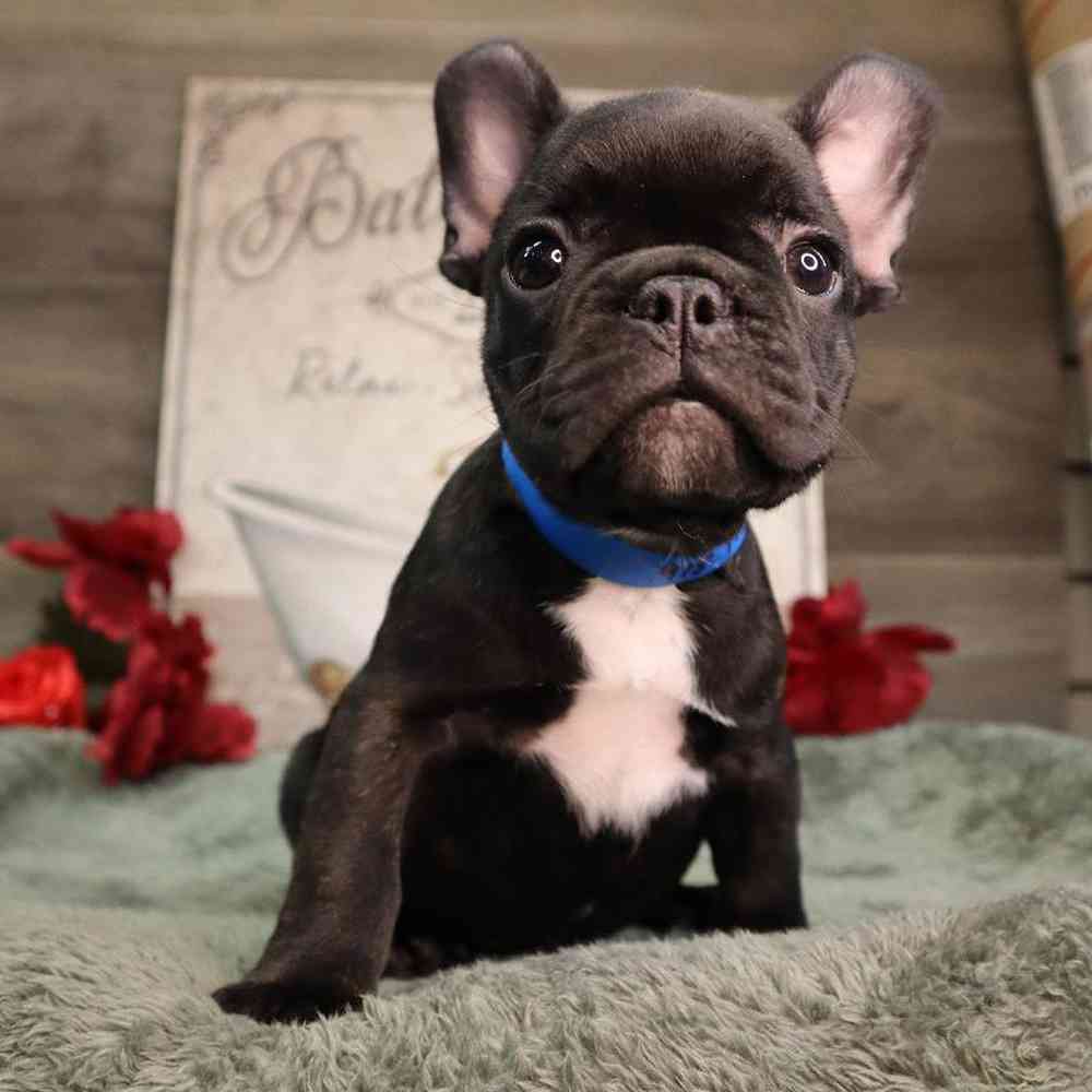 Male French Bulldog Puppy for Sale in Blaine, MN