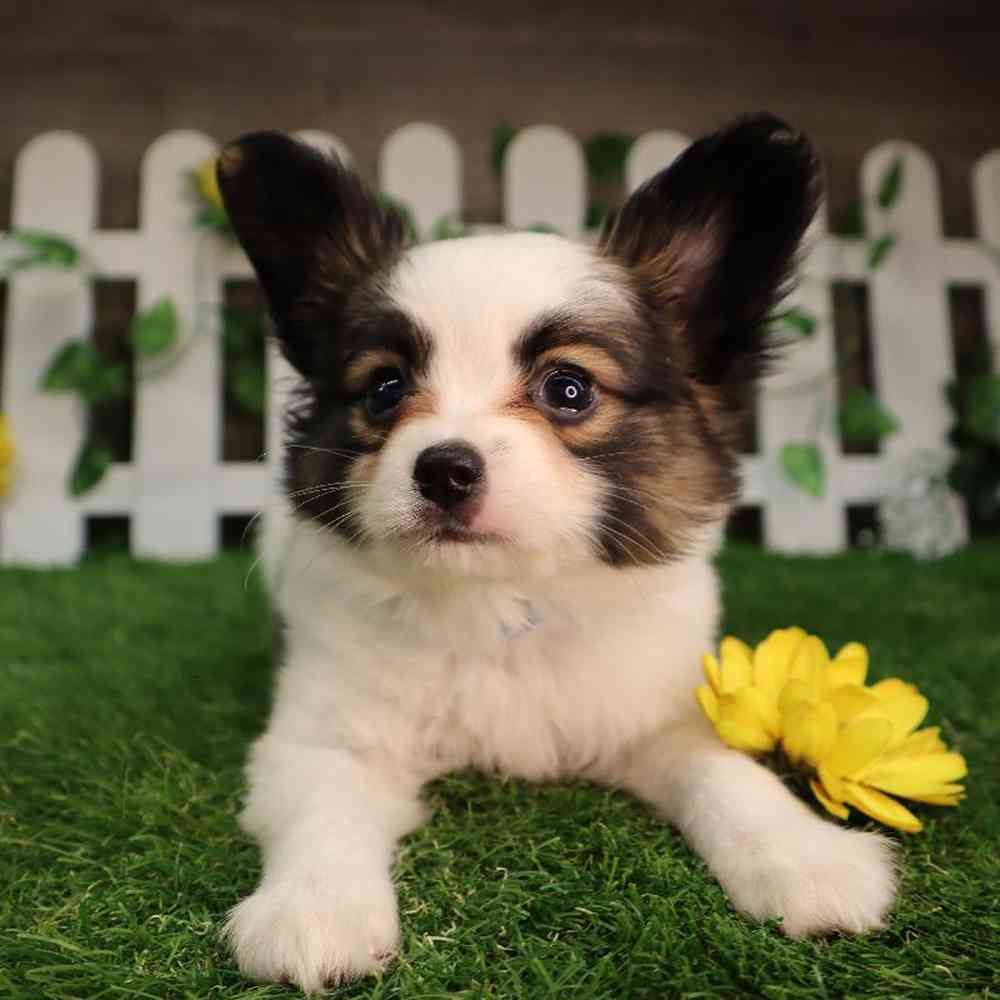 carousel pet images