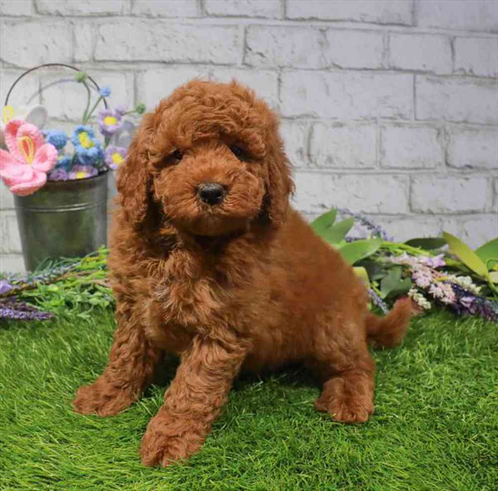carousel pet images