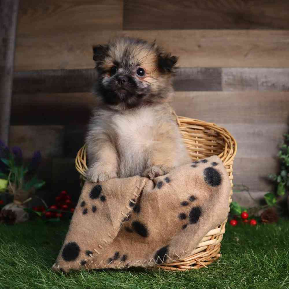carousel pet images