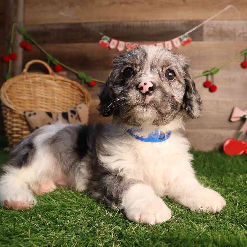 Image of a pet breed in the gallery