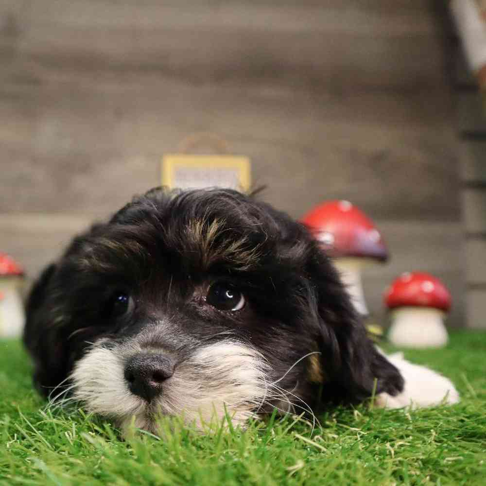 carousel pet images