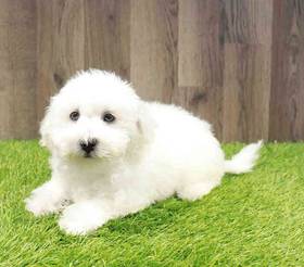 Bichon Frise