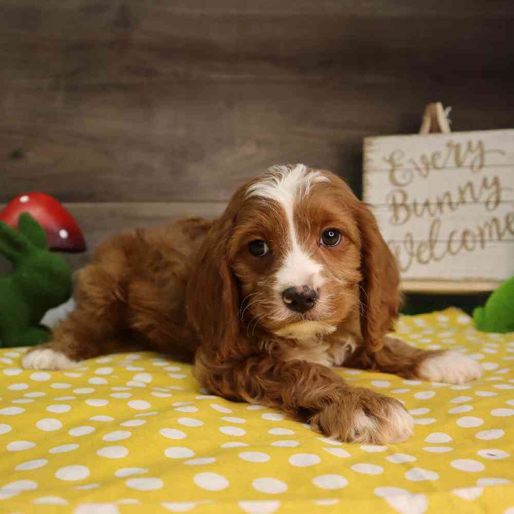 carousel pet images