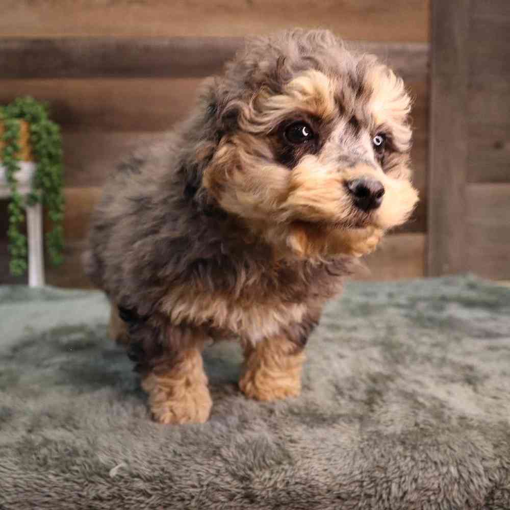 carousel pet images