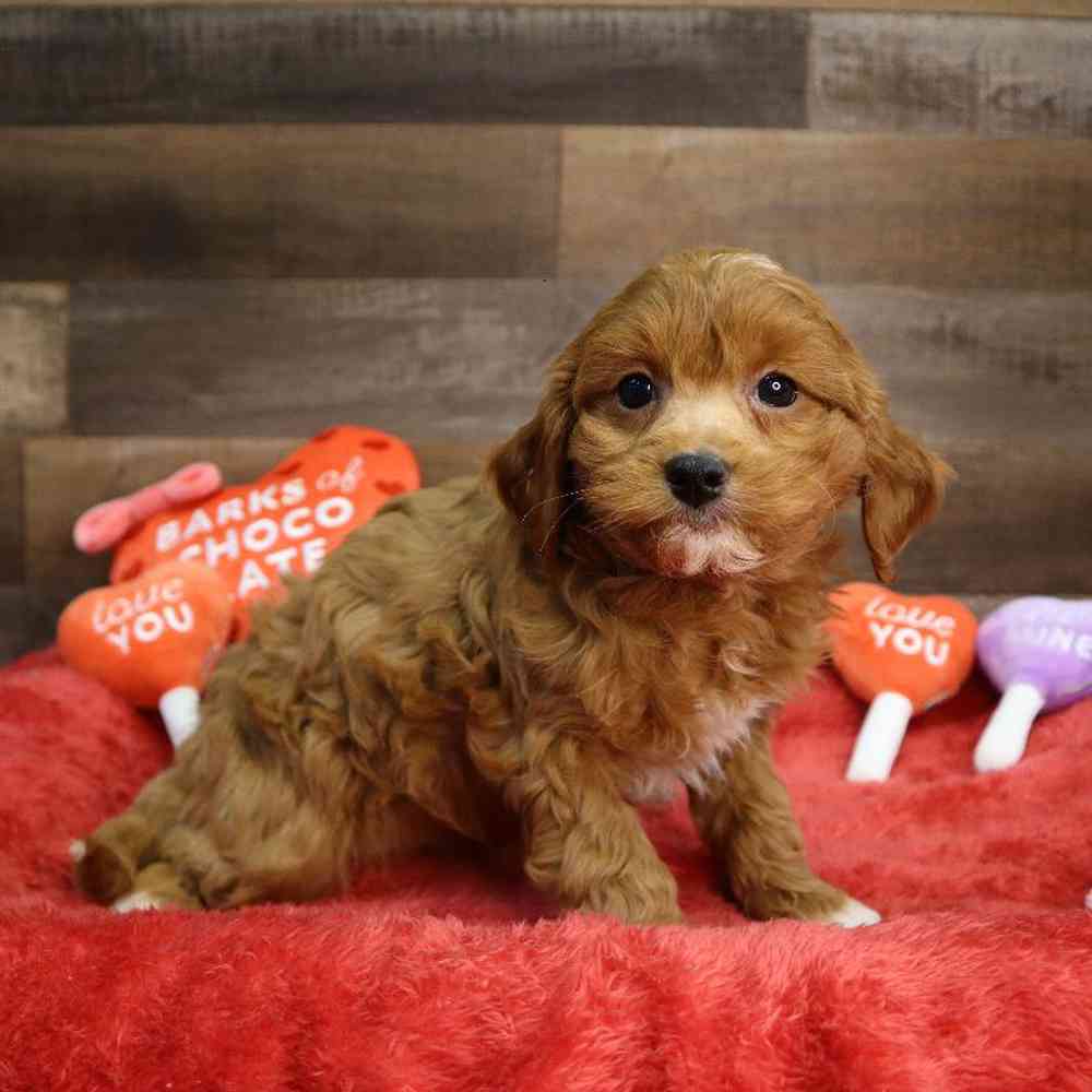 Female Cavapoo Puppy for Sale in Blaine, MN