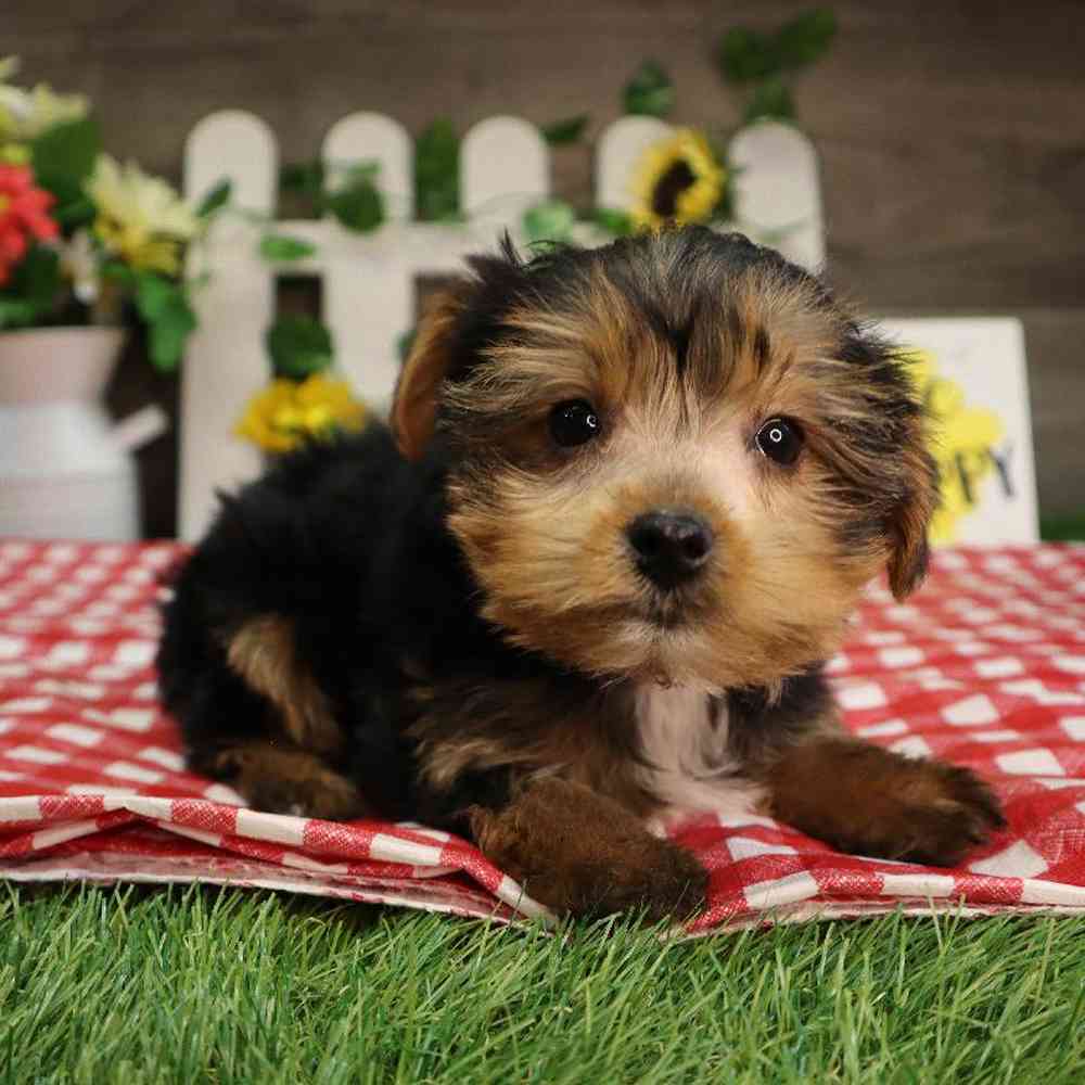 Male Yorkshire Terrier Puppy for Sale in Blaine, MN